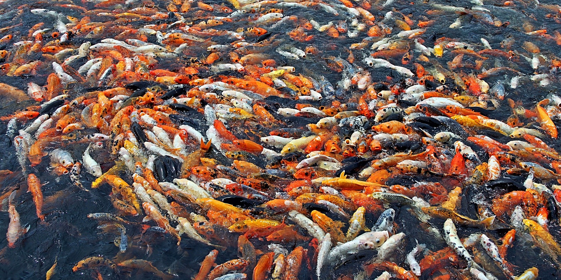 Fische China